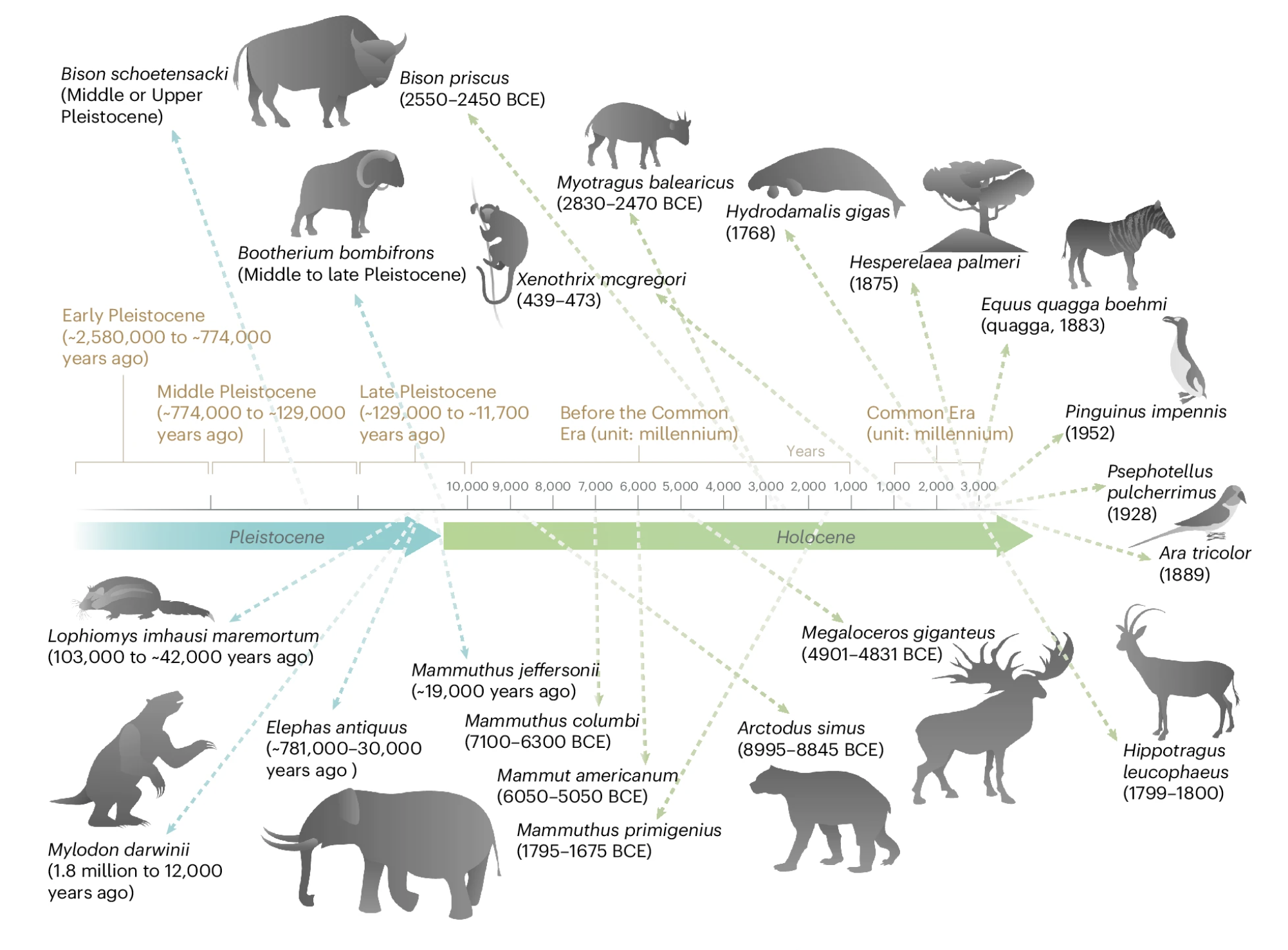 A chart of extinct creatures similar to ones whose fossilized DNA researchers are using to try to develop new antimicrobial drugs.  